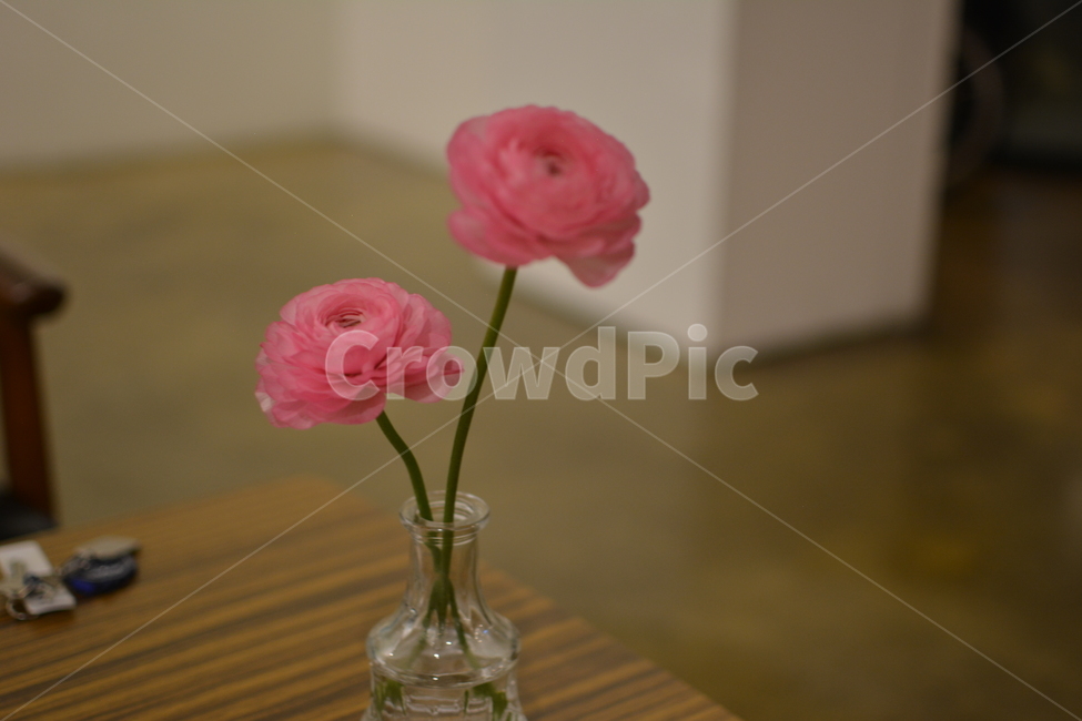 꽃,flower,라넌큘러스,분홍색,pink,식물,자연,plants,nature