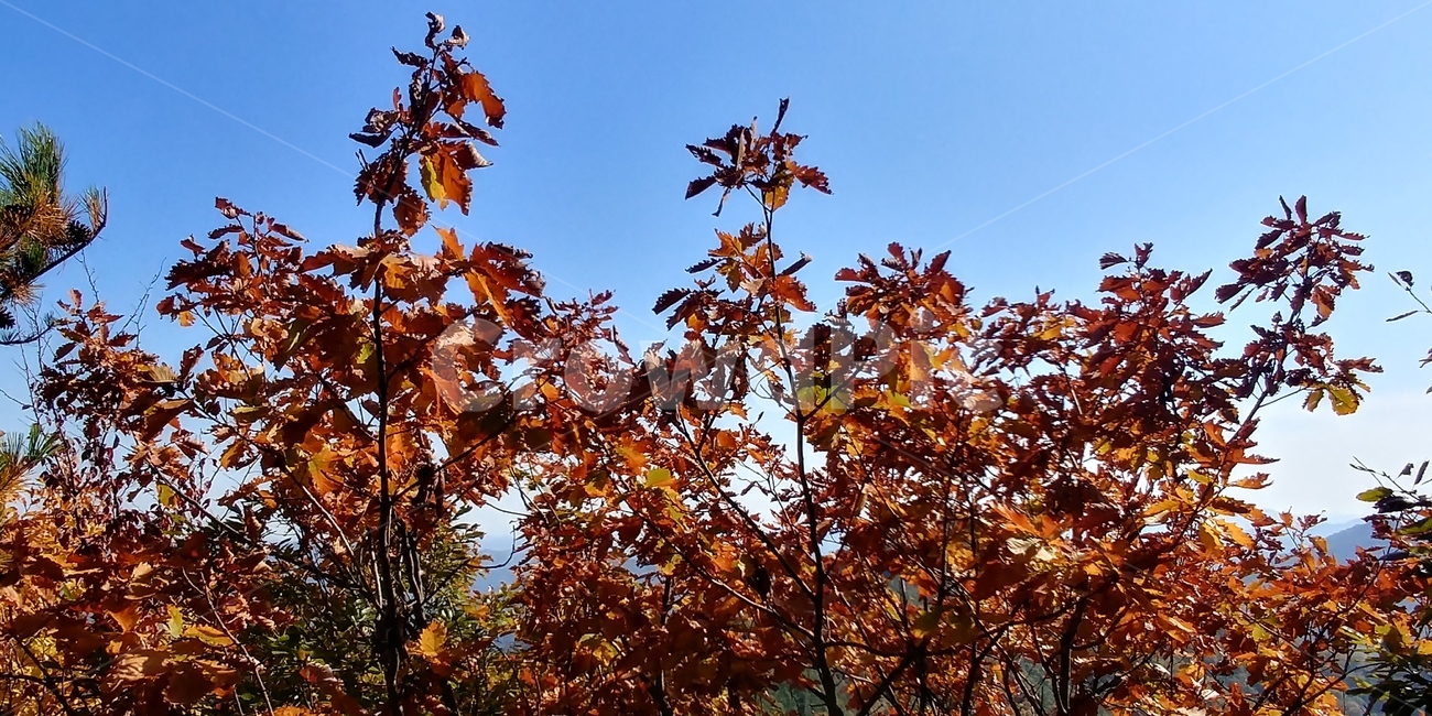 갈참나무,갈참나무단풍,가을풍경,참나무,자연,가을,계절,fall,autumn,season,plant,식물,leaf,잎,tree,나무