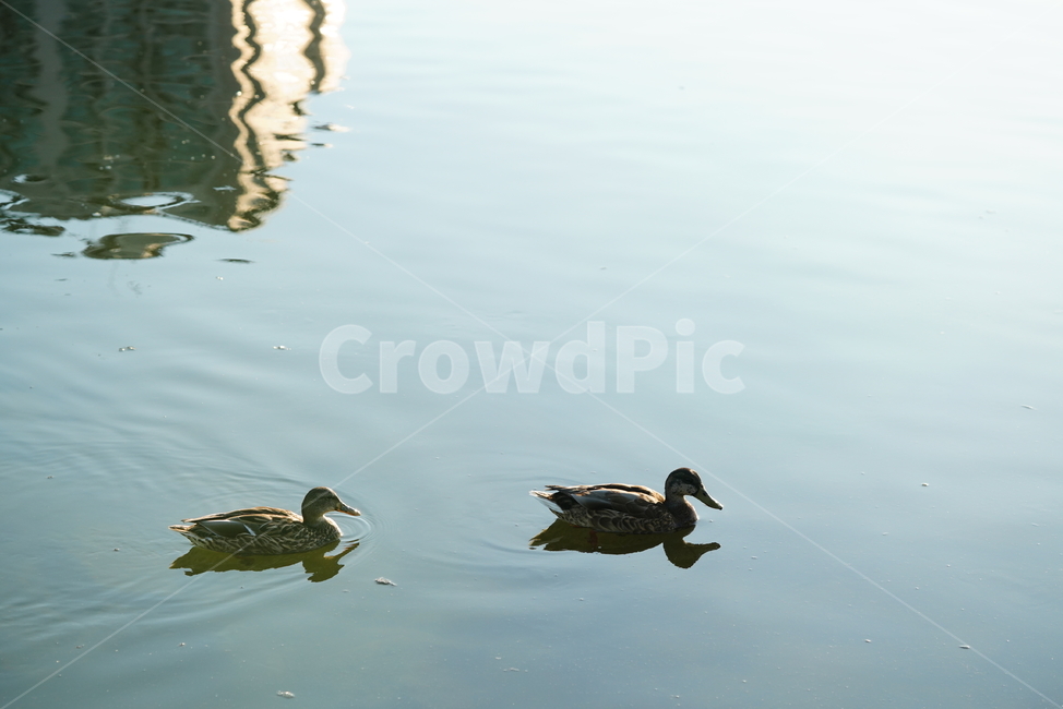 오리,새,생물,duck,bird,생명,animal,동물,동물,animal,조류,새,birds