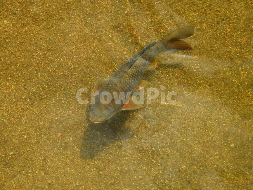 동물,물고기,강,호수,풍경,자연,동물,animal,어류,물고기,fish