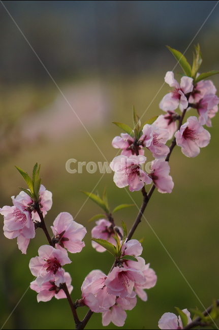 복사꽃,연핑크,길가,봄,해,봄,계절,spring,season,식물,자연,plants,nature,꽃,flower,plant,blossom