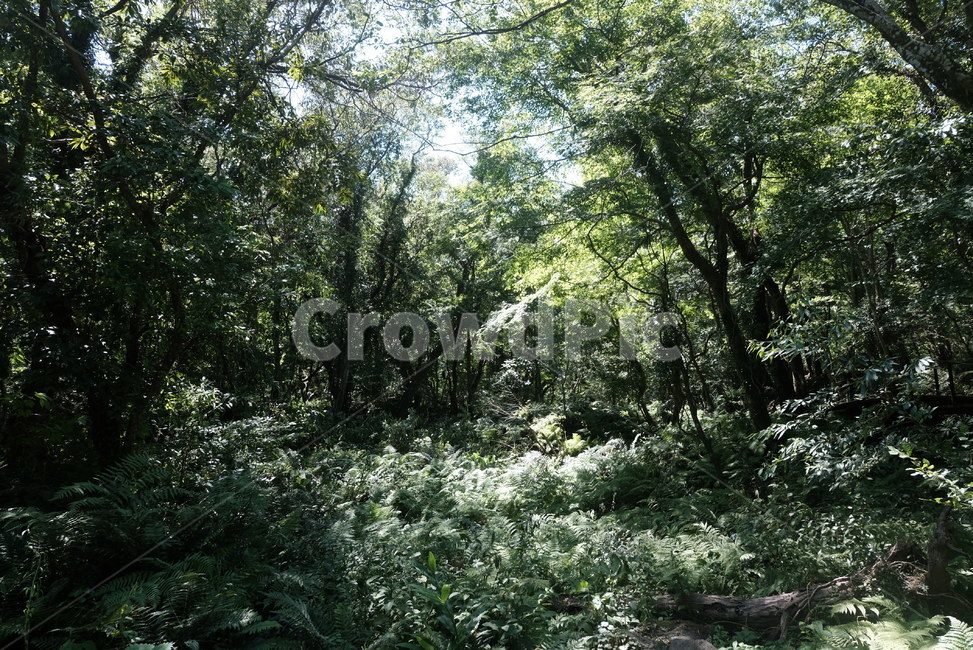 숲,자연,나무,초록,풀,분위기,어두움,green,forest,자연,풍경,nature,landscape,vegetation,초목,plant,식물,tree,woodland,삼림지,outdoors,옥외,land,땅,grove,작은 숲,jungle,밀림