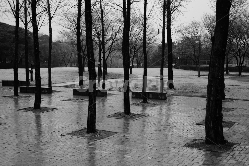 겨울,흑백,bnw,나무,tree,선유도공원,비오는날,고독,winter,식물,자연,plants,nature,나무,trees,wood,흑백,모노톤,monochrome,black and white