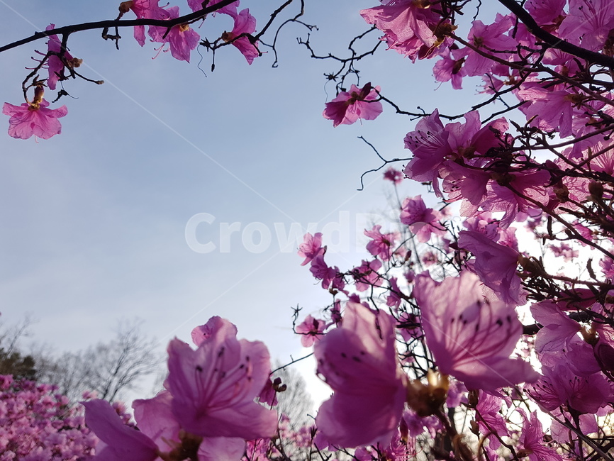 자연,봄,진달래,꽃,배경,핑크,하늘,봄,계절,spring,season,식물,자연,plants,nature,꽃,flower,plant,blossom