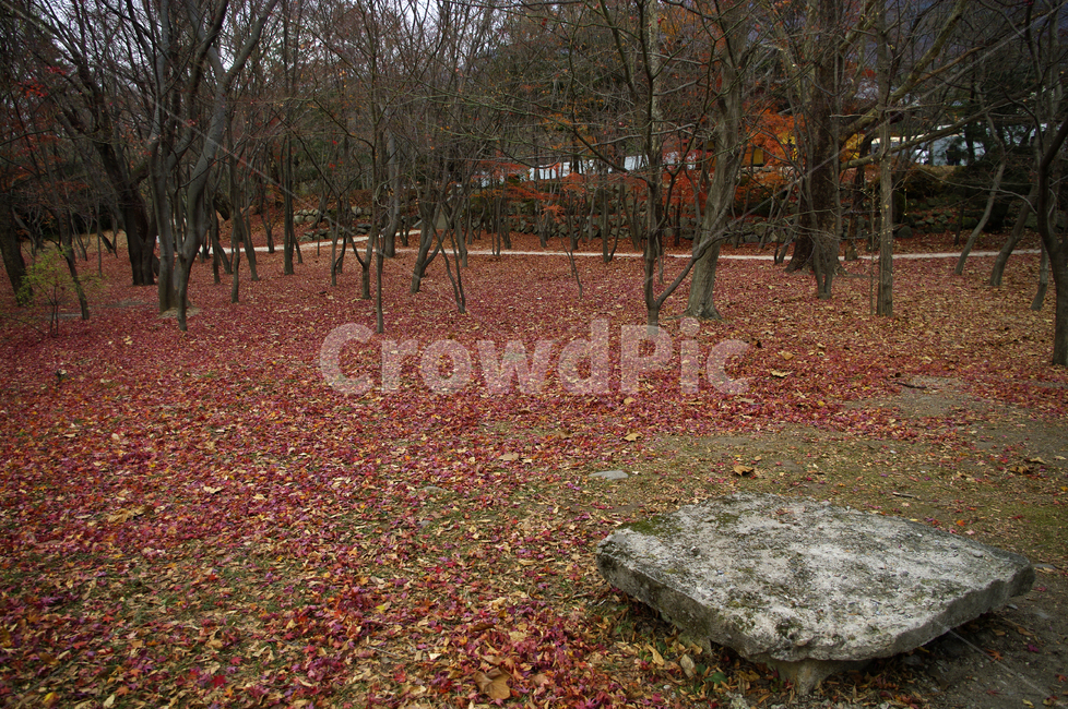 가을,fall,나무,식물,plant,단풍,잎,낙엽,숲,가을,계절,fall,autumn,season,자연,풍경,nature,landscape,leaf,ground,바닥,tree