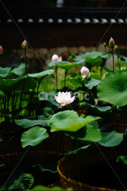 	연꽃,순백,연잎,순결,하얀꽃,식물,자연,plants,nature,꽃,flower