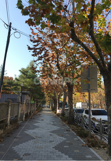 담,거리,나무,낙엽,도로,풍경,보도블럭,생활,wall,street,sidewalkblock,scenery,deciduous,tree,life,식물,plant