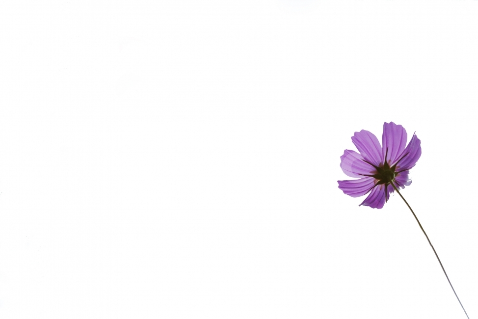 누끼,코스모스,꽃,flower,보라빛,사물,식물,가을,꽃사진,식물,자연,plants,nature,꽃,flower,누끼,remove background
