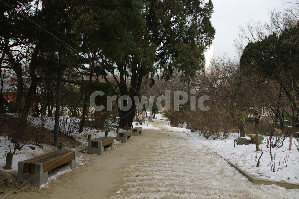 겨울,winter,풍경,설경,눈,나무,식물,plant,겨울,계절,winter,season,자연,풍경,nature,landscape,walkway,보도,path,통로