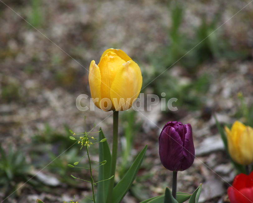 튤립,꽃,구근초,백합과,tulip