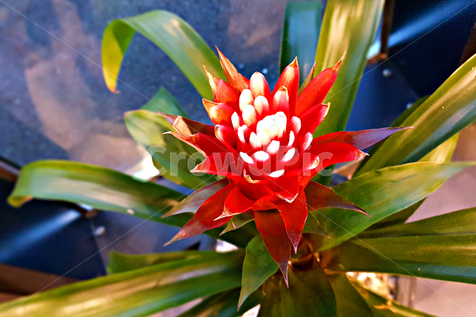 flower,꽃,blossom,식물,plant,붉은꽃,식물,자연,plants,nature,꽃,flower