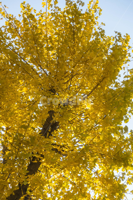 낙엽,가을,계절,자연색상,자연,배경,은행,잎,가을,계절,fall,autumn,season,식물,자연,plants,nature