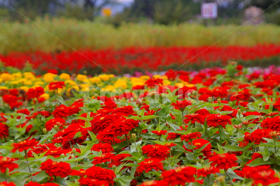 꽃,식물,blossom,flower,plant,petal,꽃잎,화단,식물,자연,plants,nature,꽃,flower