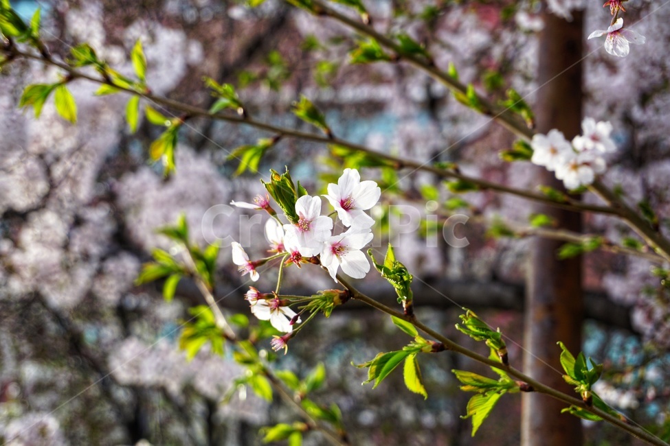 plant,식물,꽃,벚꽃,나무,flower,blossom,봄,계절,spring,season