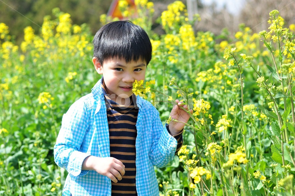 사람,다문화,제주도,유채꽃,자연,아동,인간,사람,인물,인간,human,person,어린이,어린아이,child,children,kid