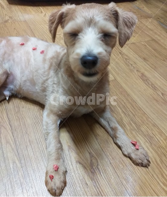 강아지,말티푸,간식,기다려,눈감기