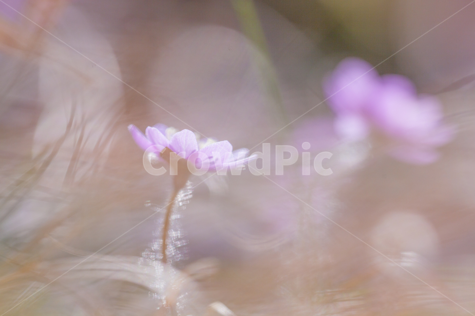 노루귀,보케,봄꽃,계절꽃,새봄,봄,계절,spring,season,식물,자연,plants,nature,꽃,flower,plant