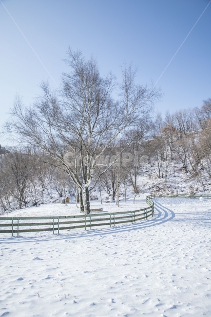 풍경,눈,겨울,나무,양떼목장,겨울,계절,winter,season,자연,풍경,nature,landscape,outdoors,옥외,snow,storm,폭풍,blizzard,눈보라