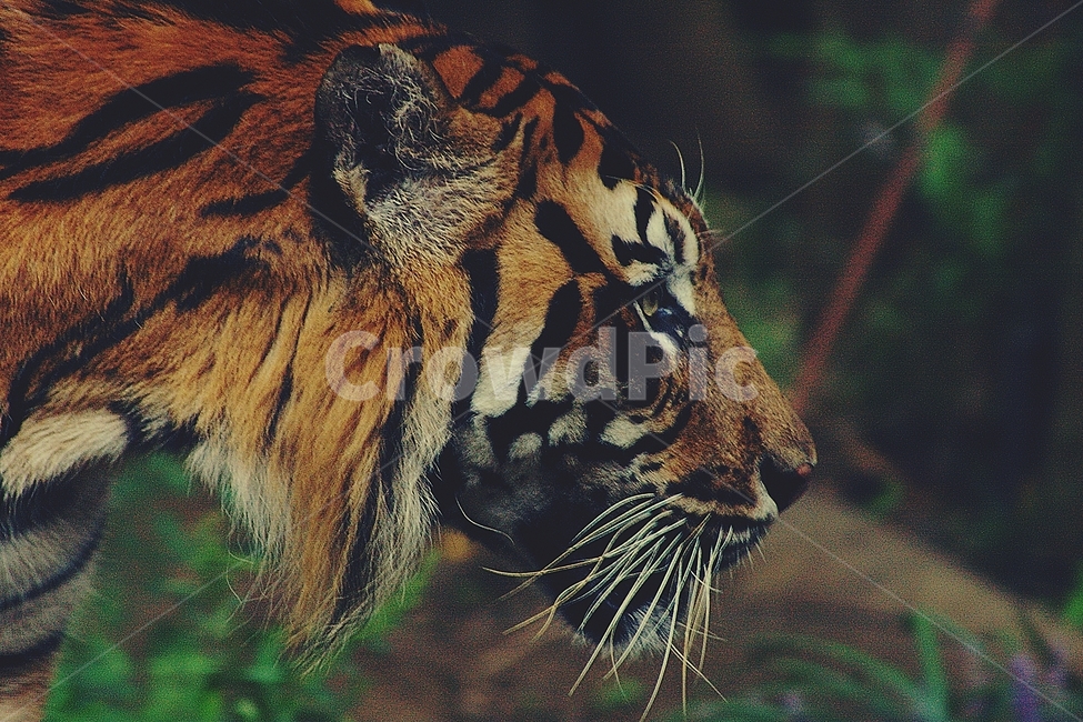 호랑이,동물,tiger,animal,동물원,zoo,동물,animal,포유류,mammal