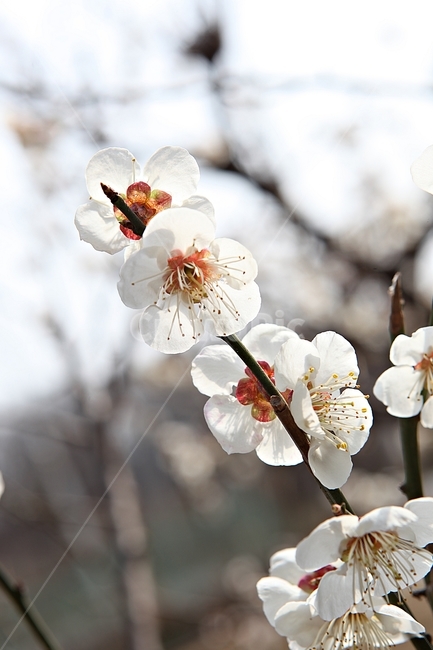 매화꽃,매화,꽃,꽃잎,봄꽃,봄,공원,식물,자연,식물,자연,plants,nature,꽃,flower