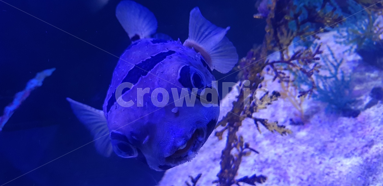 수족관,복어,물고기,가시고기,가시복,동물,animal,어류,물고기,fish