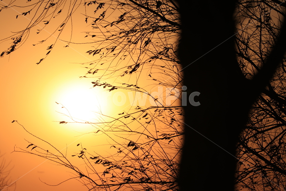 노을,석양,한강,역광,나무,sunset,backlight,hanliver,식물,자연,plants,nature,나무,trees,wood,실루엣,그림자,silhouette,shadow