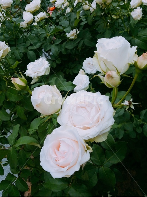 꽃,흰장미,식물원,flower,bloom