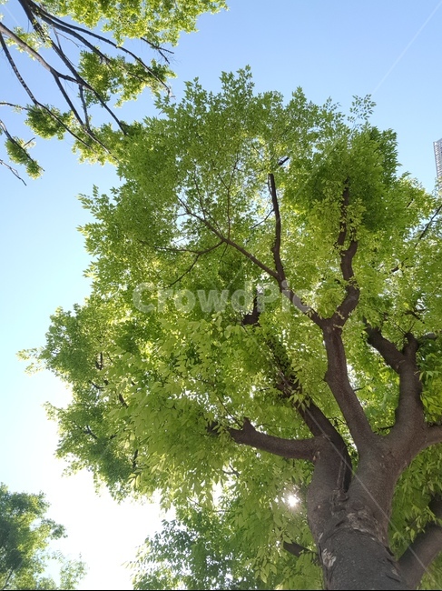 오후,햇살,하늘,느티나무,sky