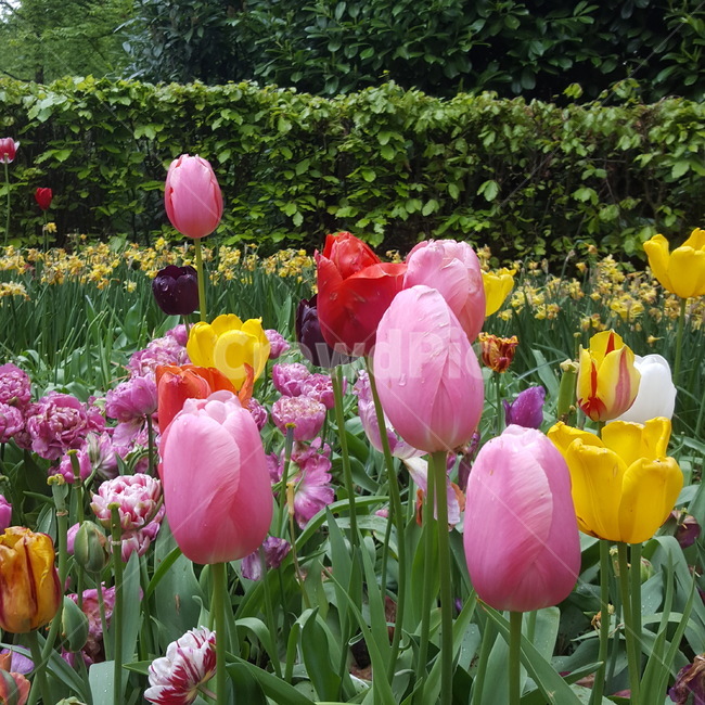 식물,꽃,flower,plant,튤립,튤립축제,알록달록,colorful,vivid,여러색깔,핑크,빨강,노랑,꽃밭,식물,자연,plants,nature,꽃,flower