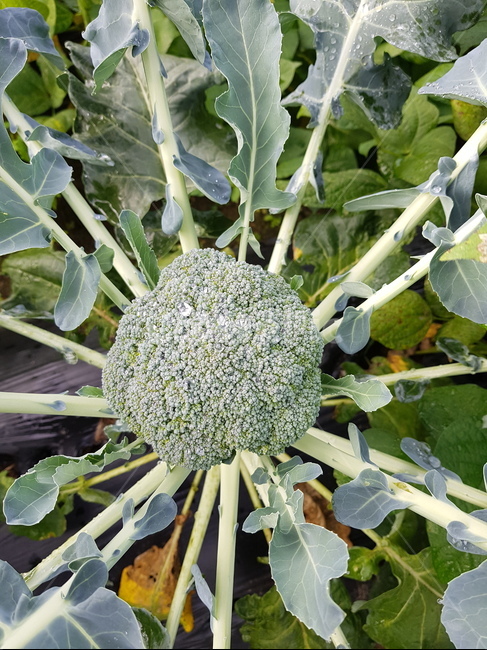 plant,식물,vegetable,브로콜리,broccoli,food