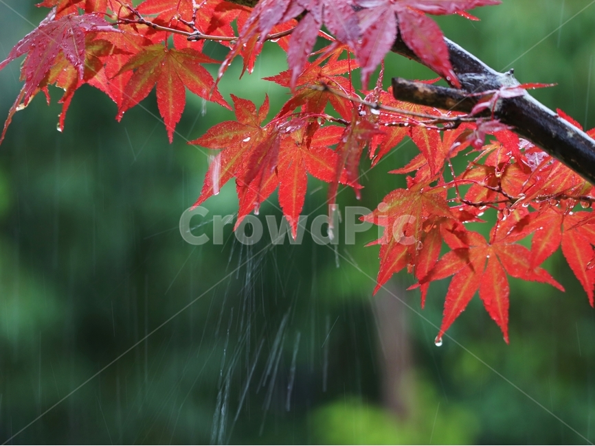 여름,비,나무,홍단풍,빗줄기,식물,자연,plants,nature,나무,trees,wood,비,비오는날,rain,rainy