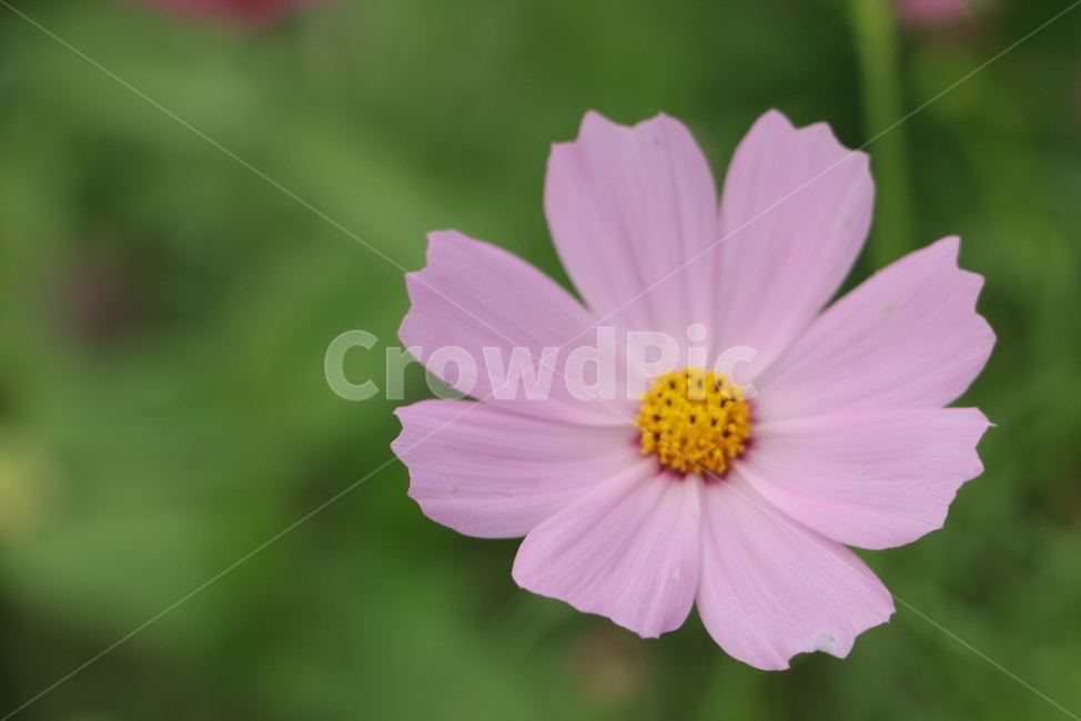 plant,식물,꽃잎,꽃,자연,flower,식물,자연,plants,nature,꽃,flower