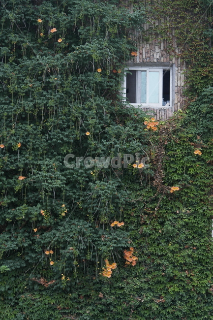 능소화,꽃,벽,창문,풍경,건축물,건물외관,exterior,building,structure,architecture,construction