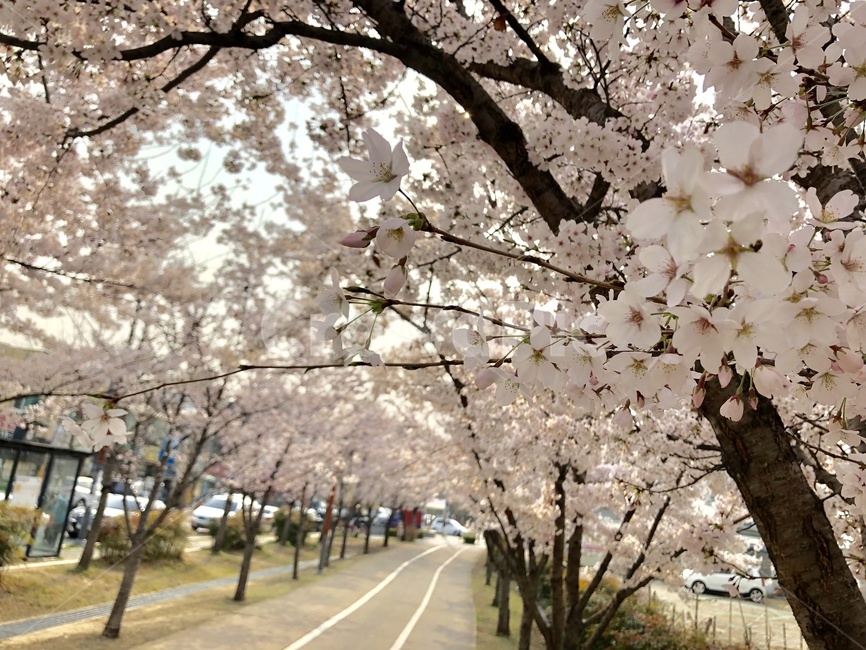 식물,blossom,plant,꽃,flower,cherryblossom,벚꽃,봄,봄꽃,핑크,분홍,공원,봄길,3월,spring