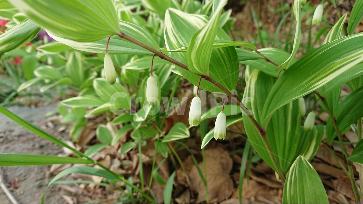 식물,그린,둥글레,꽃,무늬둥글레,흰색,봄,봄,계절,spring,season,식물,자연,plants,nature,꽃,flower,plant,blossom
