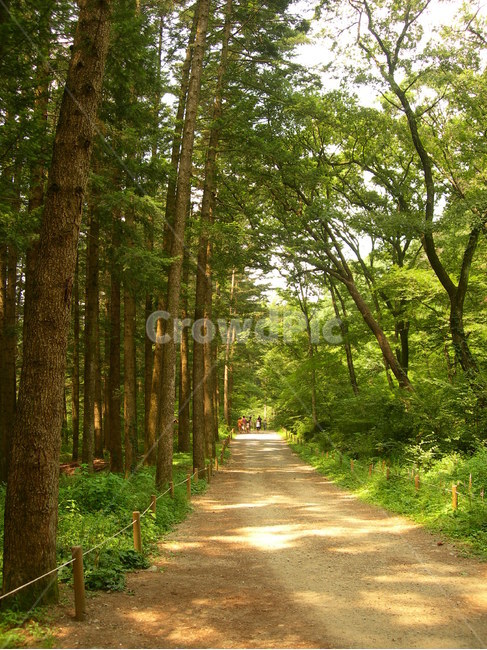 나무,숲,자연,휴식,힐링,초록,tree,forest,nature,rest,healing,green