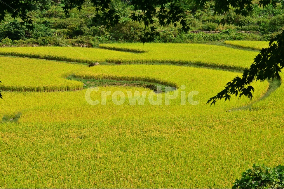 nature,자연,outdoors,field,들,옥외,rural,농촌,farm,농장,다랭이논,다랭이,농업,농사,농경지,경작,농경,벼농사,농업,농사,agriculture,farming,farming industry