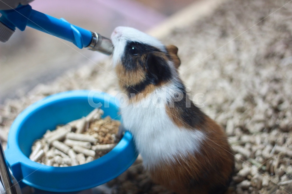 동물,기니피그,포유류,cavy,animal,애완,애완동물,동물,animal,포유류,mammal