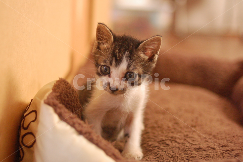 고양이,cat,새끼고양이,냥이,baby,동물,animal,포유류,mammal,고양이,cat,kitten,kitty