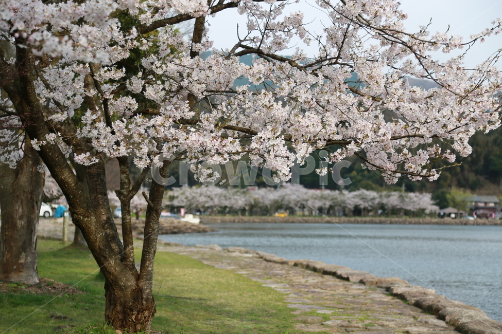 벚꽃,사쿠라,벚꽃축제,축제,들꽃,야생화,호수,봄,봄,계절,spring,season,자연,풍경,nature,landscape,plant,식물