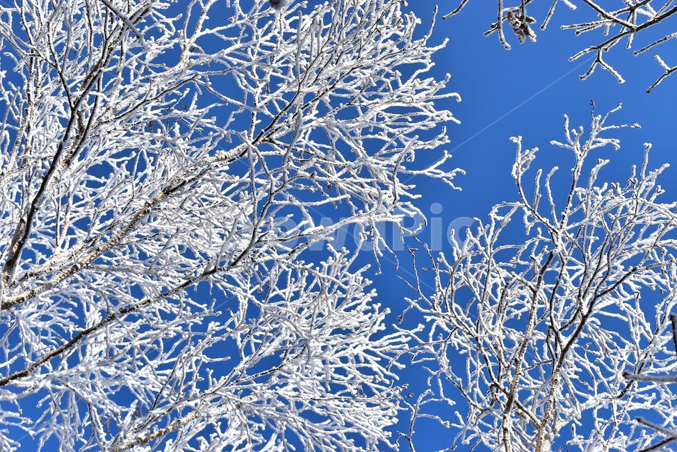 소백산,눈꽃풍경,상고대,겨울풍경,국립공원,겨울동화,힐링,감성,아름다움,뷰티풀,설국,눈풍경,파란하늘,100대명산,겨울명산,설경,서리꽃,snow,landscape,눈,화이트,자연,신비로운,경이로운,천상,비경,치유,산,명산,자연풍경,늦가을,영주,단양,풍기,희방사,삼가리,비로봉,겨울,계절,winter,season,식물,자연,plants,nature,나무,trees,wood