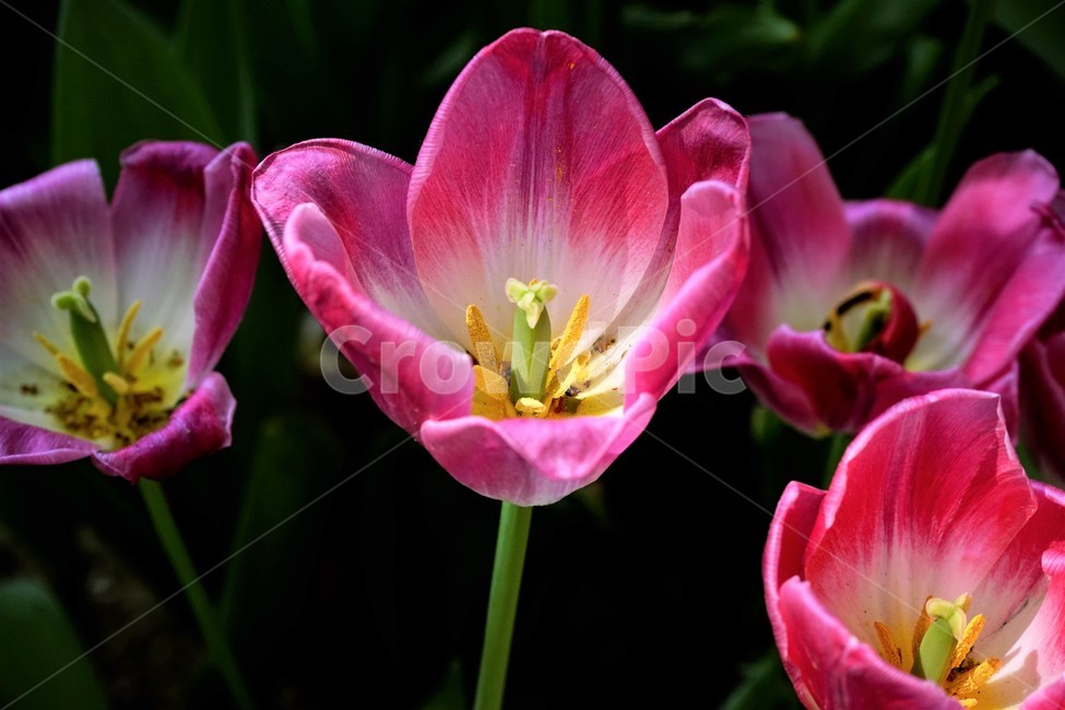 봄,봄꽃,화사함,자연,행복,힐링,bloom,colorful,floral,flower,gardenflowers,happymind,life,nature,plant,spring,식물,자연,plants,nature,꽃,flower