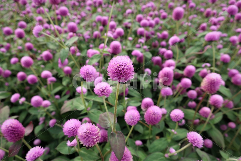 연핑크,천일홍,꽃,군락지,핑크,꽃밭,식물,자연,경관,가을,식물,자연,plants,nature,꽃,flower
