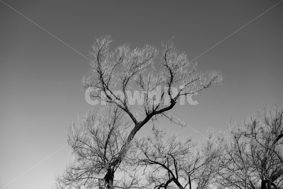 나무,겨울,쓸쓸함,tree,winter,lonely,흑백사진,식물,자연,plants,nature,나무,trees,wood,흑백,모노톤,monochrome,black and white