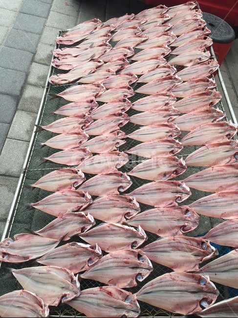 생선,물고기,바다,바닷가,고기,수산물,해산물,fishery products,seafood,산업,industry,industrial,어업,fishery,fishing industry