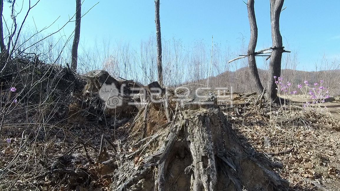 파괴,그루터기,산,나무,뿌리