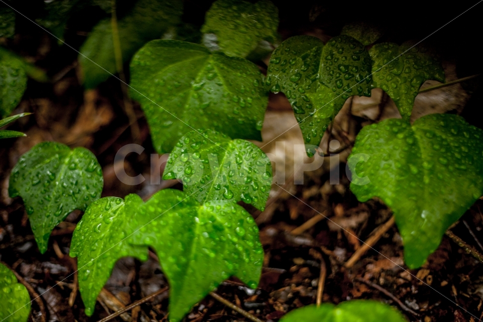 비,빗방울,이파리,자연,풍경,감성,식물,자연,plants,nature,비,비오는날,rain,rainy