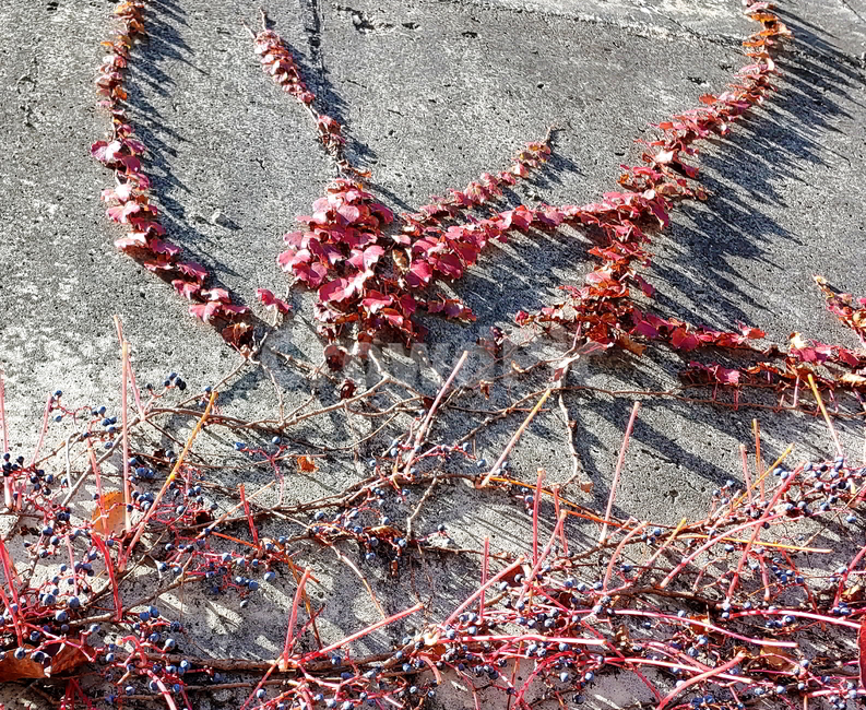 담쟁이,넝쿨,가을,식물,나무,식물,자연,plants,nature