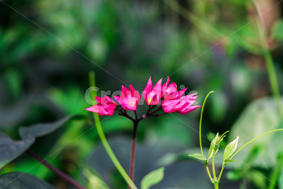 식물,꽃,plant,geranium,blossom,flower,식물,자연,plants,nature,꽃,flower