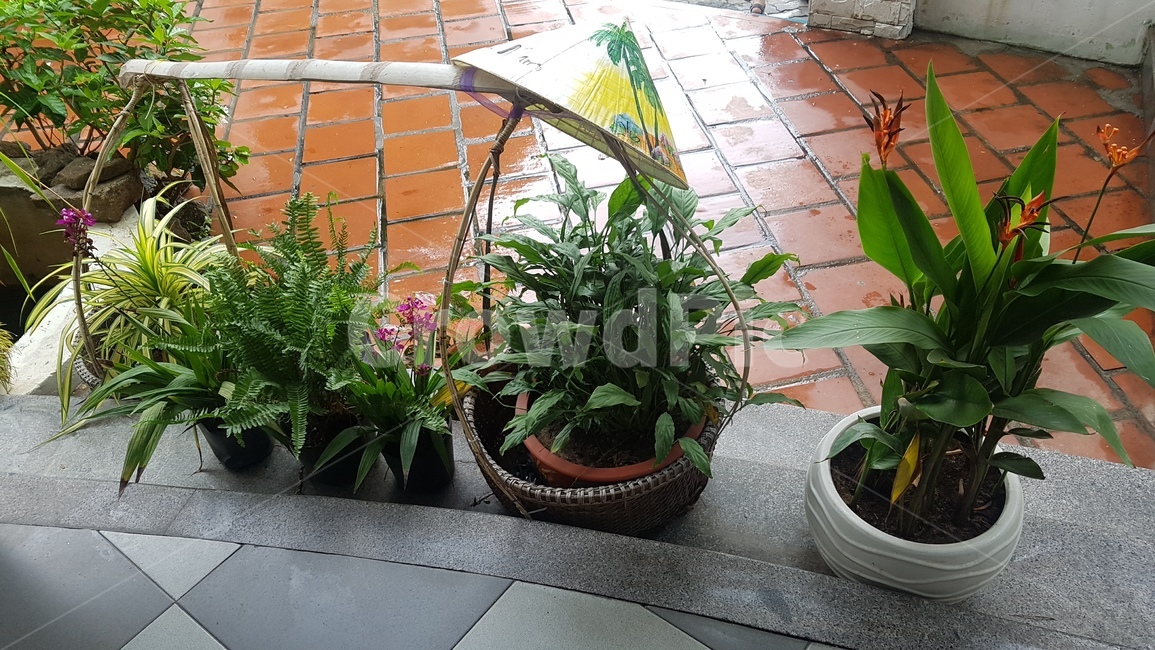 화분,이국적,다낭,베트남,식물,실내용화초,화분,화초,house plant